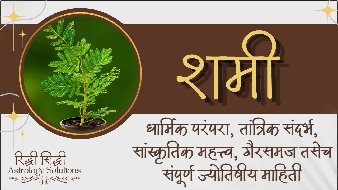 Shami Plant